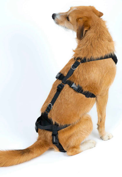 Dog Support Harness
