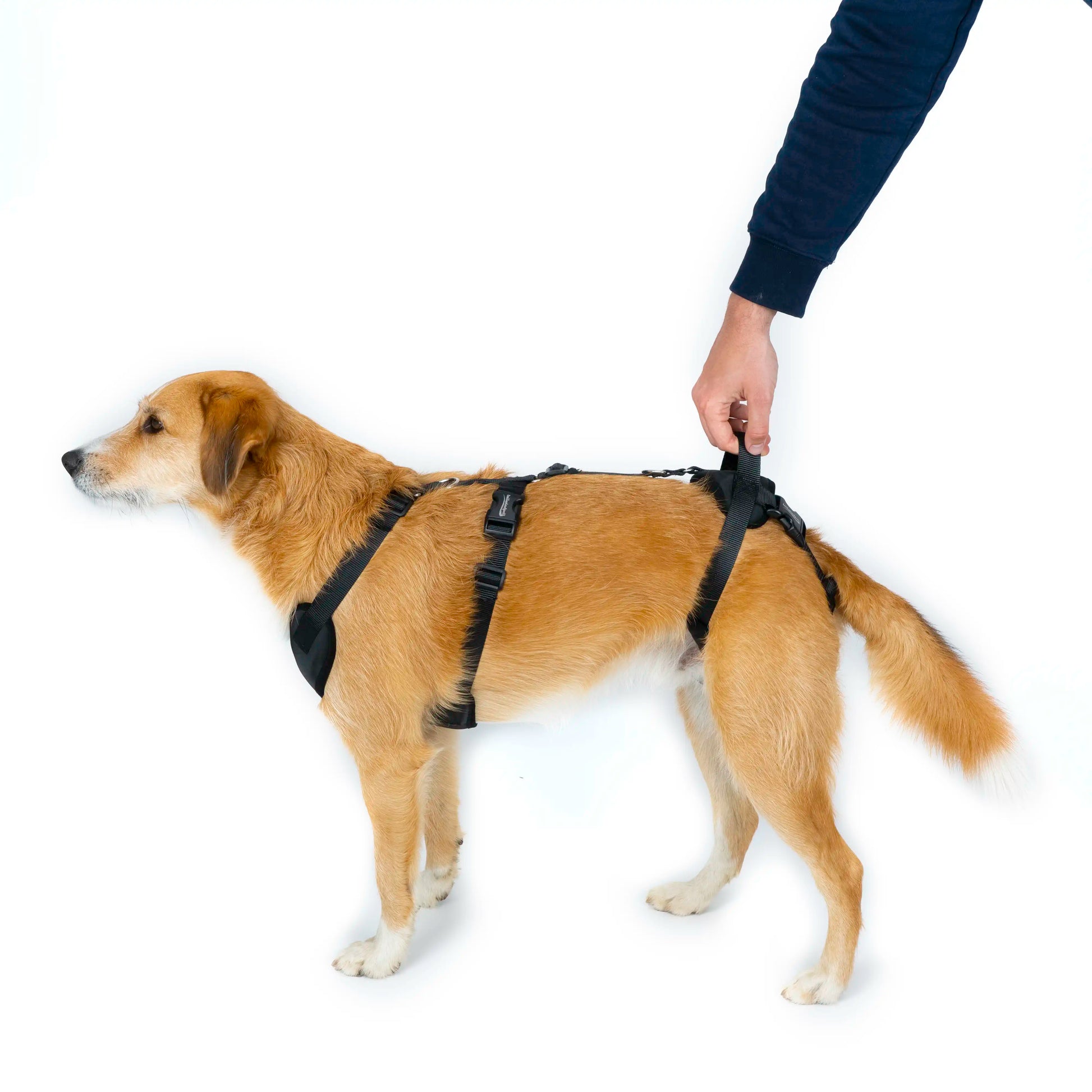 Unbreakable dog deals harness