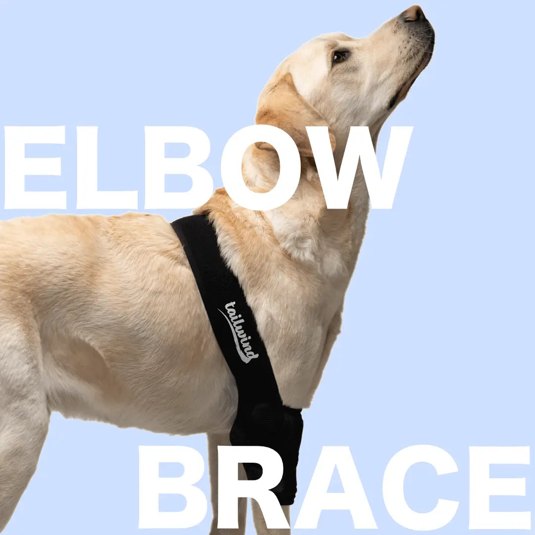 Tailwindpets Elbow Brace Labrador
