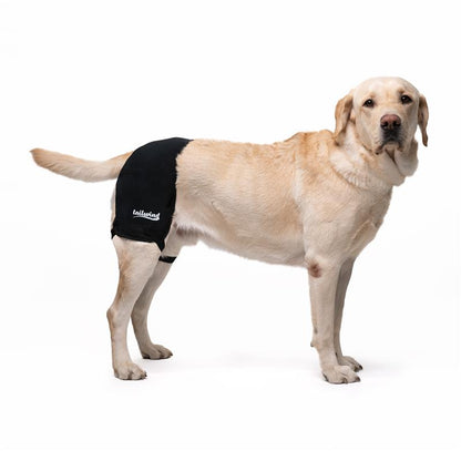 Dog Hip Brace – Tailwindpets