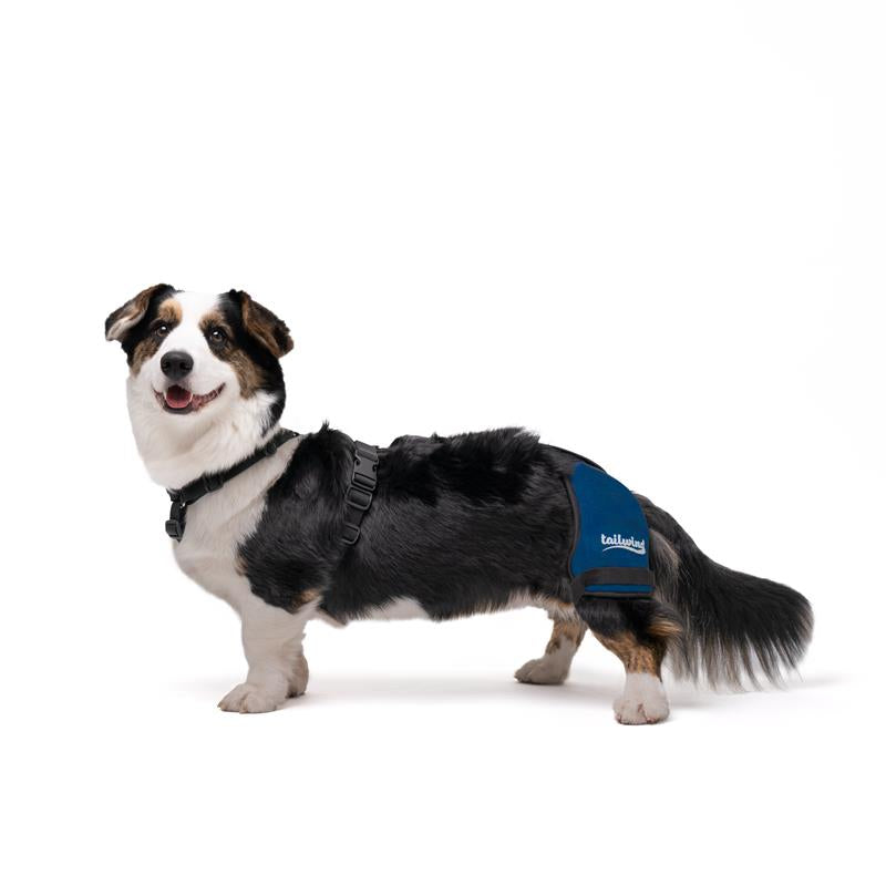 Dog Hip Brace – Tailwindpets