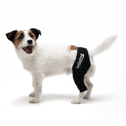 Dog hind knee brace online