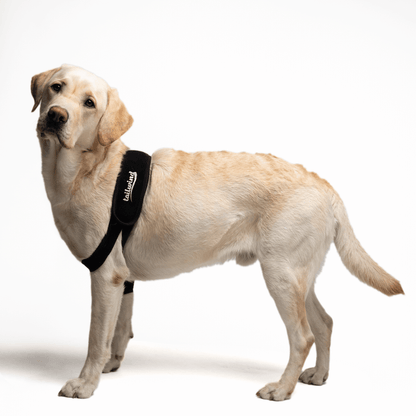 Custom Elbow Brace for Dogs - Increases Recovery (Front Leg Support)