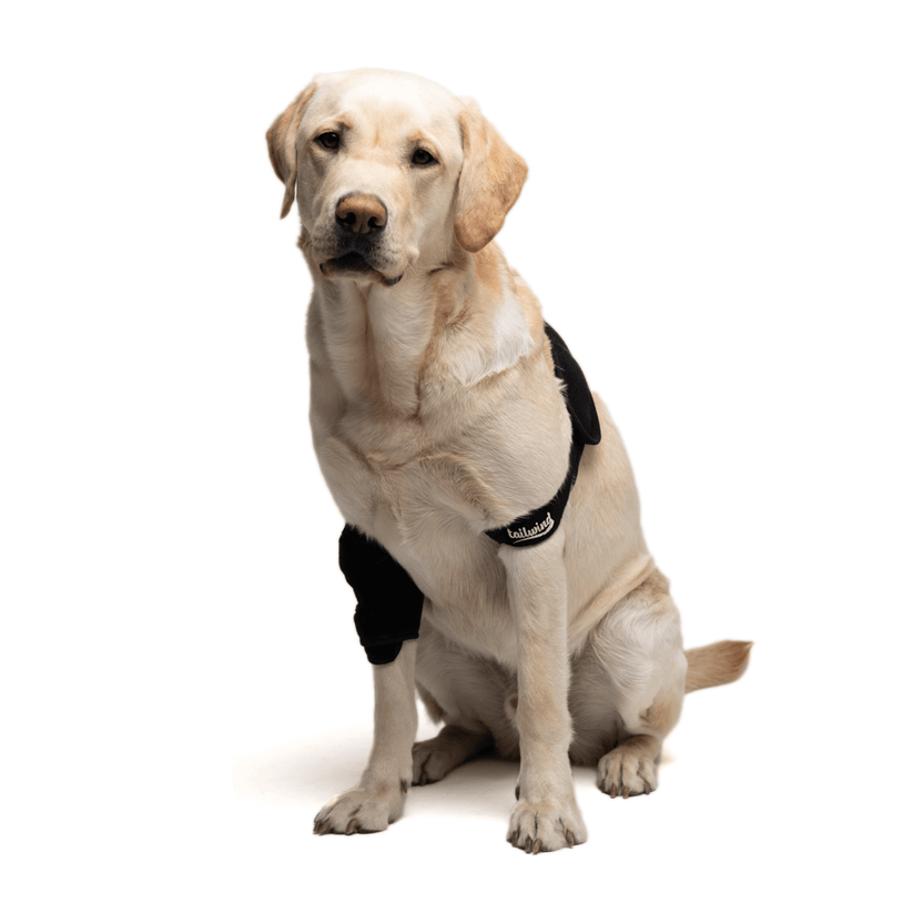 Custom Elbow Brace for Dogs Increases Recovery (Front Leg Support