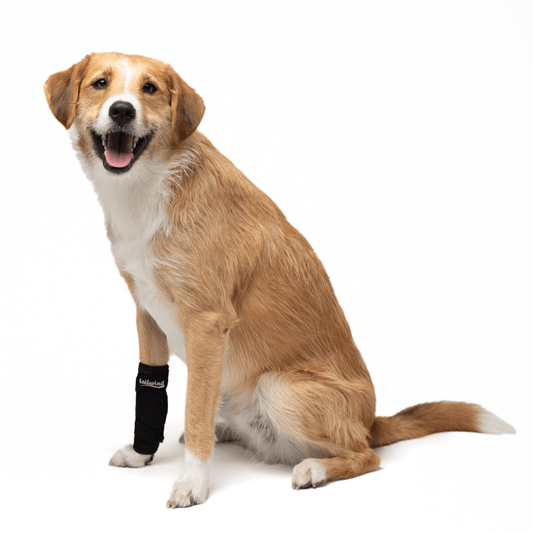 Carpal Wrap for Dogs - Prevention of Pain (Front Leg Support)