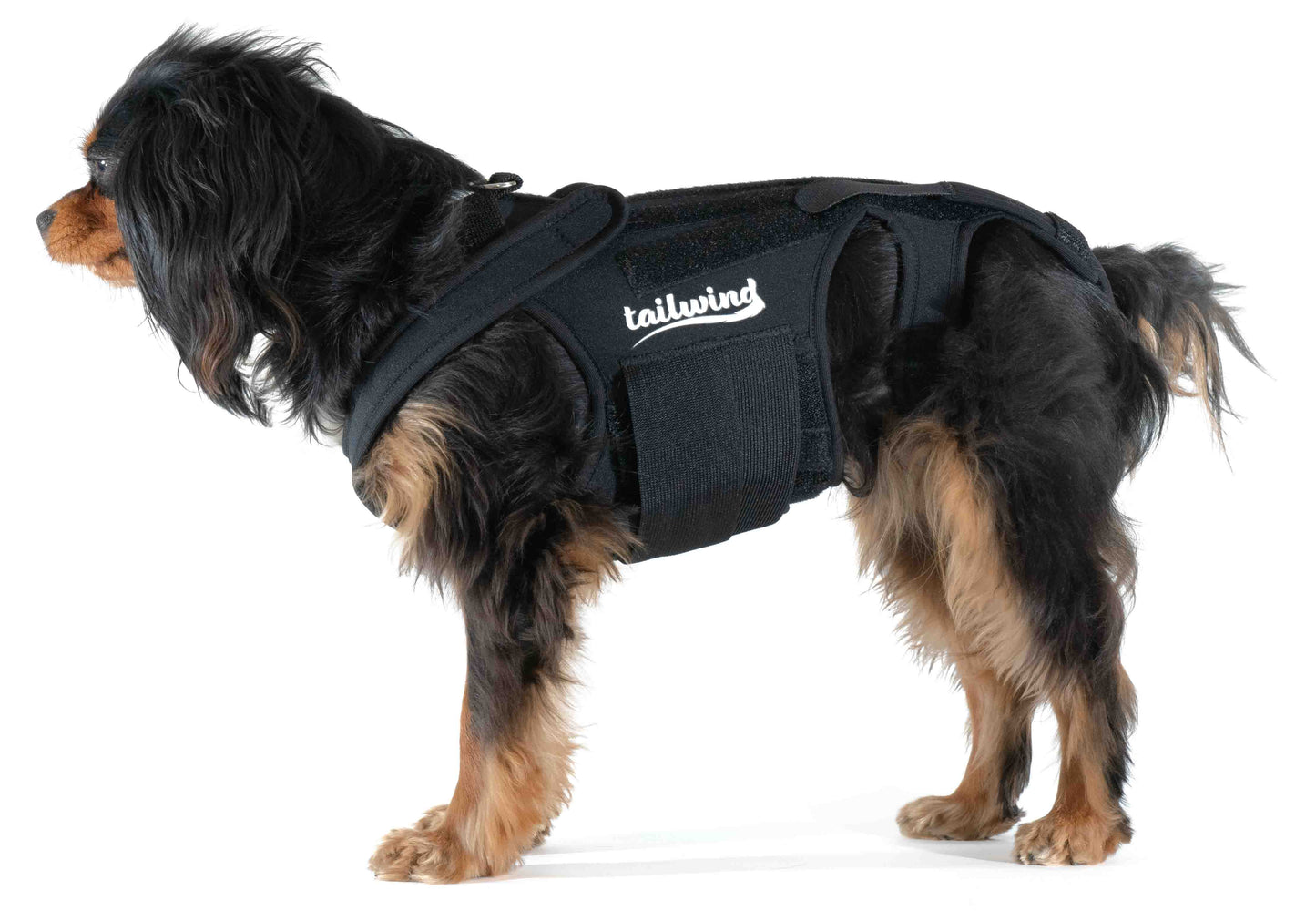 Back Brace for Dogs