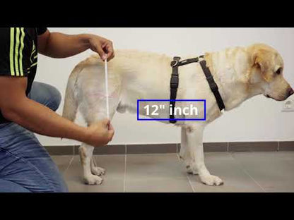 Hinged Knee Brace for Dogs - Cruciate Support and Improved immobilization